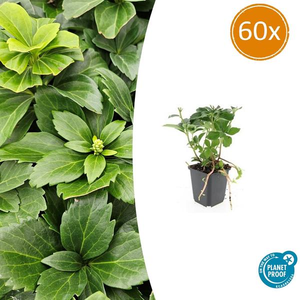 Pachysandra terminalis – 60 Pflanzen – Japanischer Ysander – Immergrüner Bodendecker – Schattengarten – Dichtes Dunkelgrün – Pflegeleicht (Plant) kaufen bei Linkreich – Jetzt entdecken!