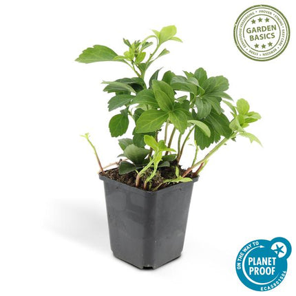 Pachysandra terminalis 'Green Carpet' – 12 Pflanzen – Immergrüner Bodendecker für Schatten – Pflegeleicht & Robust – Weiße Blüten im Frühjahr (Plant) kaufen bei Linkreich – Jetzt entdecken!