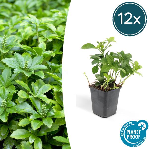 Pachysandra terminalis 'Green Carpet' – 12 Pflanzen – Immergrüner Bodendecker für Schatten – Pflegeleicht & Robust – Weiße Blüten im Frühjahr (Plant) kaufen bei Linkreich – Jetzt entdecken!