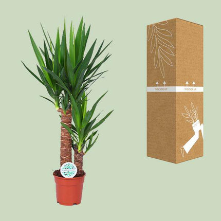 Palmlilie – Yucca Elephantipes – Zimmerpflanze – Ø17cm – Höhe ca. 80cm – pflegeleicht & luftreinigend (Plant) kaufen bei Linkreich – Jetzt entdecken!