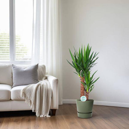 Palmlilie – Yucca Elephantipes – Zimmerpflanze – Ø17cm – Höhe ca. 80cm – pflegeleicht & luftreinigend (Plant) kaufen bei Linkreich – Jetzt entdecken!