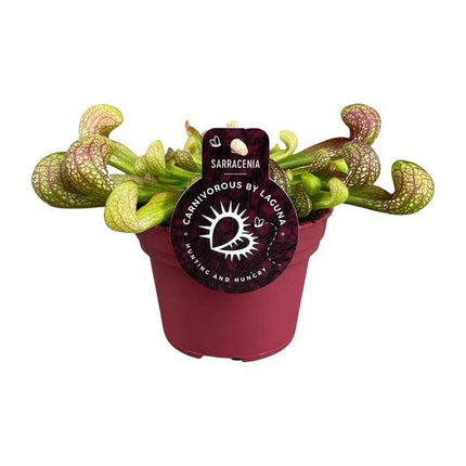 Papageien - Schlauchpflanze Sarracenia Psittacina – Zimmerpflanze – Ø12cm – ↕13cm – Exotische Fleischfressende Pflanze – Pflegeleicht & Halbschatten geeignet – Für Innenräume & kleine Gärten (Plant) kaufen bei Linkreich – Jetzt entdecken!