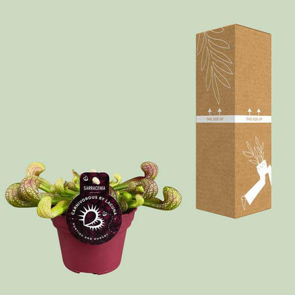Papageien - Schlauchpflanze Sarracenia Psittacina – Zimmerpflanze – Ø12cm – ↕13cm – Exotische Fleischfressende Pflanze – Pflegeleicht & Halbschatten geeignet – Für Innenräume & kleine Gärten (Plant) kaufen bei Linkreich – Jetzt entdecken!