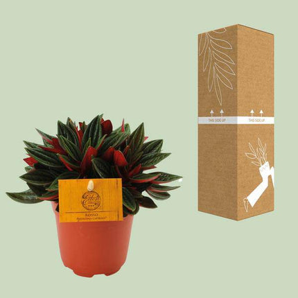 Peperomia caperata 'Rosso' – Zierpfeffer Zimmerpflanze – Ø11cm – ca. 15cm hoch – Kompakte Blattschmuckpflanze mit roter Unterseite – Pflegeleicht & dekorativ (Plant) kaufen bei Linkreich – Jetzt entdecken!