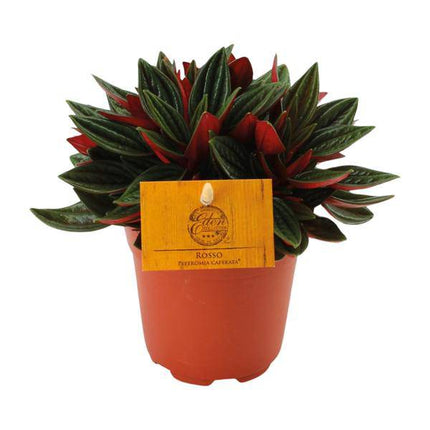 Peperomia caperata 'Rosso' – Zierpfeffer Zimmerpflanze – Ø11cm – ca. 15cm hoch – Kompakte Blattschmuckpflanze mit roter Unterseite – Pflegeleicht & dekorativ (Plant) kaufen bei Linkreich – Jetzt entdecken!