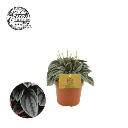 Peperomia Napoli Nights – Zimmerpflanze – Ø10,5cm – ca. 15cm hoch – Pflegeleichte, luftreinigende Sukkulente – Für Wohnung & Büro (Plant) kaufen bei Linkreich – Jetzt entdecken!