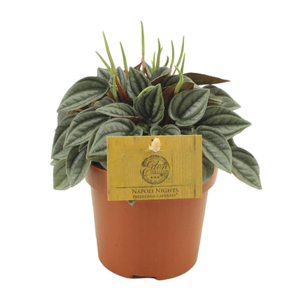 Peperomia Napoli Nights – Zimmerpflanze – Ø10,5cm – ca. 15cm hoch – Pflegeleichte, luftreinigende Sukkulente – Für Wohnung & Büro (Plant) kaufen bei Linkreich – Jetzt entdecken!