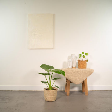 Pfeilblatt – Alocasia Macrorrhiza – Ø19cm – Höhe ca. 70cm – Zimmerpflanze mit Korb Selin – Großblättrige Elefantenohr Pflanze – Luftreinigend & dekorativ (Plant) kaufen bei Linkreich – Jetzt entdecken!