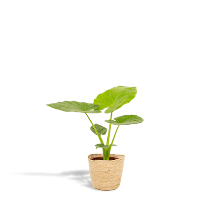 Pfeilblatt – Alocasia Macrorrhiza – Ø19cm – Höhe ca. 70cm – Zimmerpflanze mit Korb Selin – Großblättrige Elefantenohr Pflanze – Luftreinigend & dekorativ (Plant) kaufen bei Linkreich – Jetzt entdecken!