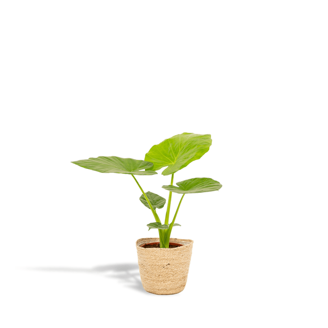 Pfeilblatt – Alocasia Macrorrhiza – Ø19cm – Höhe ca. 70cm – Zimmerpflanze mit Korb Selin – Großblättrige Elefantenohr Pflanze – Luftreinigend & dekorativ (Plant) kaufen bei Linkreich – Jetzt entdecken!