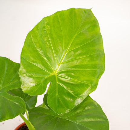 Pfeilblatt – Alocasia Macrorrhiza – Ø19cm – Höhe ca. 70cm – Zimmerpflanze mit Korb Selin – Großblättrige Elefantenohr Pflanze – Luftreinigend & dekorativ (Plant) kaufen bei Linkreich – Jetzt entdecken!