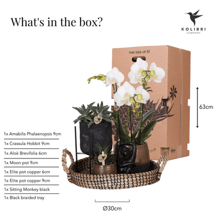 Pflanzenset Home Hub – Weiß blühende Phalaenopsis - Orchidee & 2 Grünpflanzen – inkl. Keramik - Ziertöpfe (Schwarz & Kupfer) – Geschenkset mit Zubehör – Topfgrößen 6cm & 9cm (Plant) kaufen bei Linkreich – Jetzt entdecken!