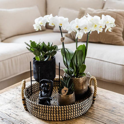 Pflanzenset Home Hub – Weiß blühende Phalaenopsis - Orchidee & 2 Grünpflanzen – inkl. Keramik - Ziertöpfe (Schwarz & Kupfer) – Geschenkset mit Zubehör – Topfgrößen 6cm & 9cm (Plant) kaufen bei Linkreich – Jetzt entdecken!