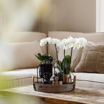 Pflanzenset Home Hub – Weiß blühende Phalaenopsis - Orchidee & 2 Grünpflanzen – inkl. Keramik - Ziertöpfe (Schwarz & Kupfer) – Geschenkset mit Zubehör – Topfgrößen 6cm & 9cm (Plant) kaufen bei Linkreich – Jetzt entdecken!
