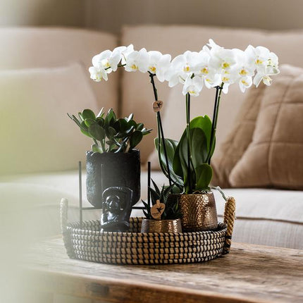 Pflanzenset Home Hub – Weiß blühende Phalaenopsis - Orchidee & 2 Grünpflanzen – inkl. Keramik - Ziertöpfe (Schwarz & Kupfer) – Geschenkset mit Zubehör – Topfgrößen 6cm & 9cm (Plant) kaufen bei Linkreich – Jetzt entdecken!