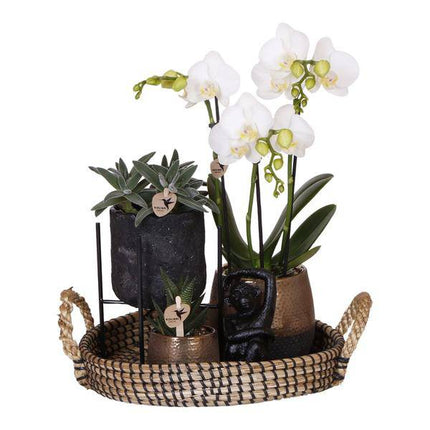 Pflanzenset Home Hub – Weiß blühende Phalaenopsis - Orchidee & 2 Grünpflanzen – inkl. Keramik - Ziertöpfe (Schwarz & Kupfer) – Geschenkset mit Zubehör – Topfgrößen 6cm & 9cm (Plant) kaufen bei Linkreich – Jetzt entdecken!