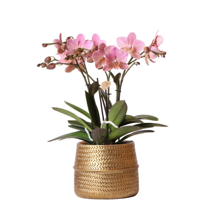 Phalaenopsis Orchidee Rosa Treviso – 4 Blütenzweige – Zimmerpflanze im goldenen Groove - Topf Ø12cm – Höhe 35cm – Exotische Blütenpracht (Plant) kaufen bei Linkreich – Jetzt entdecken!