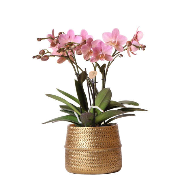 Phalaenopsis Orchidee Rosa Treviso – 4 Blütenzweige – Zimmerpflanze im goldenen Groove - Topf Ø12cm – Höhe 35cm – Exotische Blütenpracht (Plant) kaufen bei Linkreich – Jetzt entdecken!