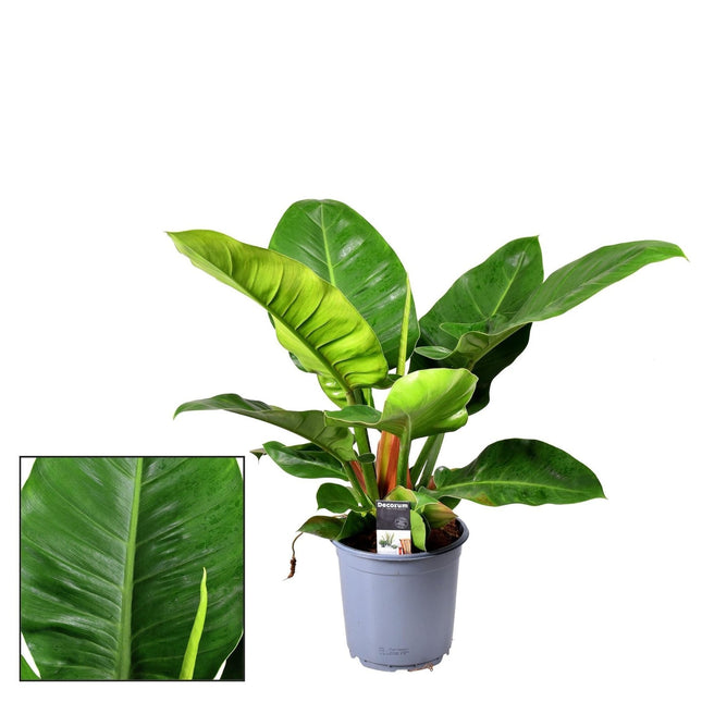 Philodendron Imperial Green – Zimmerpflanze – Ø19cm – ca. 55cm hoch – Kräftige, großblättrige Dschungelpflanze – Pflegeleicht & luftreinigend (Plant) kaufen bei Linkreich – Jetzt entdecken!