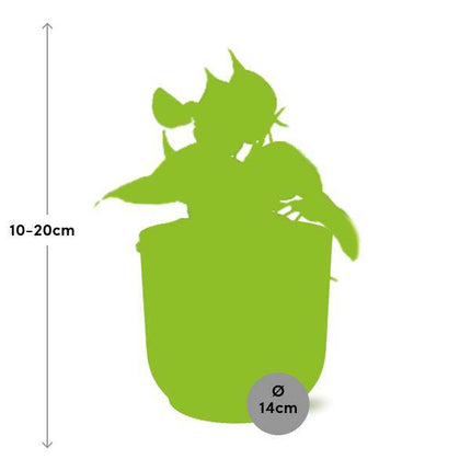 Philodendron Scandens 'Brasil' – Baumfreund – Zimmerpflanze inkl. Ziertopf Vibes Falten Gelb Ø14cm – Herzförmige Blätter mit gelb - grüner Musterung – Pflegeleicht & luftreinigend – Für Wohnzimmer & Büro (Plant) kaufen bei Linkreich – Jetzt entdecken!