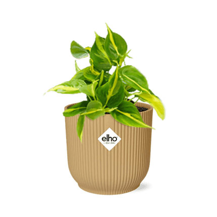 Philodendron Scandens 'Brasil' – Baumfreund – Zimmerpflanze inkl. Ziertopf Vibes Falten Gelb Ø14cm – Herzförmige Blätter mit gelb - grüner Musterung – Pflegeleicht & luftreinigend – Für Wohnzimmer & Büro (Plant) kaufen bei Linkreich – Jetzt entdecken!