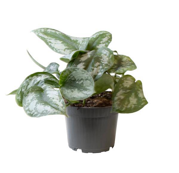 Philodendron Scandens Pictus Trebie – Baumfreund – Ø12cm – ↕22cm – Pflegeleichte Hänge - & Kletterpflanze – Exotisches Blattmuster für Innenräume (Plant) kaufen bei Linkreich – Jetzt entdecken!
