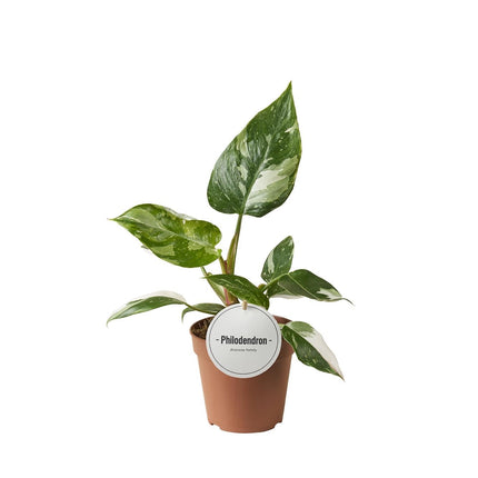 Philodendron White Princess – Zimmerpflanze – Rarität mit weißer Panaschierung – Ø12cm – Höhe ca. 30cm – Tropische Seltenheit – Pflegeleicht & dekorativ (Plant) kaufen bei Linkreich – Jetzt entdecken!