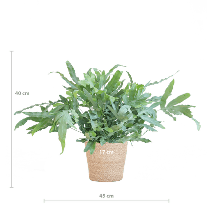 Phlebodium Aureum ‘Blue Star’ – Blauer Tüpfelfarn – Zimmerpflanze inkl. Korb Sofia natur – Höhe 40 cm – Ø17 cm – Pflegeleicht & dekorativ (Plant) kaufen bei Linkreich – Jetzt entdecken!