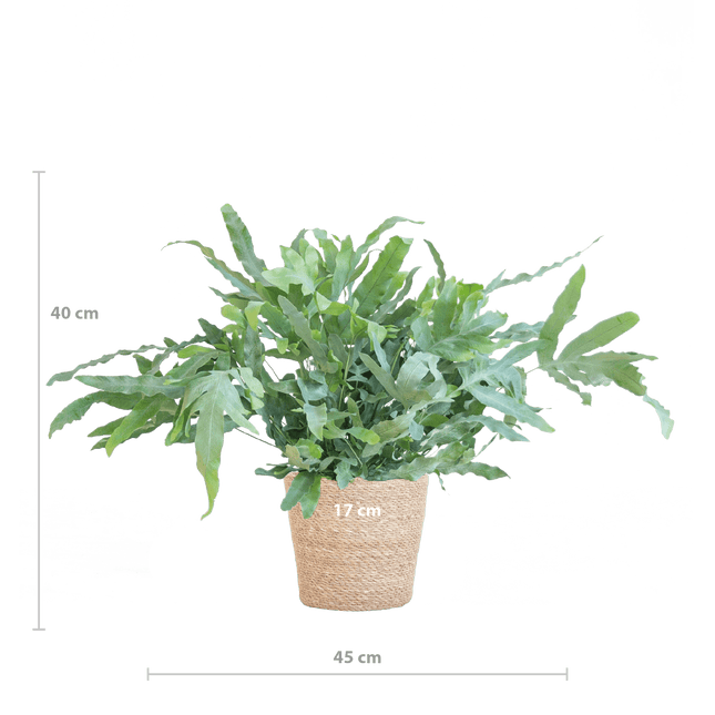 Phlebodium Aureum ‘Blue Star’ – Blauer Tüpfelfarn – Zimmerpflanze inkl. Korb Sofia natur – Höhe 40 cm – Ø17 cm – Pflegeleicht & dekorativ (Plant) kaufen bei Linkreich – Jetzt entdecken!