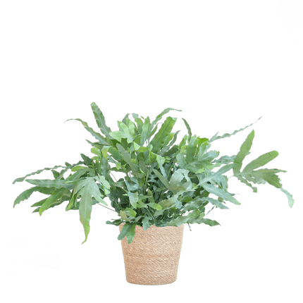 Phlebodium Aureum ‘Blue Star’ – Blauer Tüpfelfarn – Zimmerpflanze inkl. Korb Sofia natur – Höhe 40 cm – Ø17 cm – Pflegeleicht & dekorativ (Plant) kaufen bei Linkreich – Jetzt entdecken!