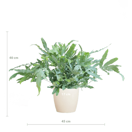 Phlebodium Aureum 'Blue Star' – Blauer Tüpfelfarn – Zimmerpflanze + Topf Viber Weiß – Ø17 cm – Höhe 40 cm – Graublaue Blätter – Biologisch Abbaubarer Topf – Pflegeleicht & Dekorativ (Plant) kaufen bei Linkreich – Jetzt entdecken!