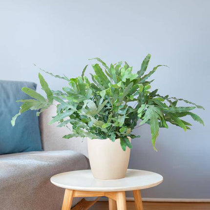 Phlebodium Aureum 'Blue Star' – Blauer Tüpfelfarn – Zimmerpflanze + Topf Viber Weiß – Ø17 cm – Höhe 40 cm – Graublaue Blätter – Biologisch Abbaubarer Topf – Pflegeleicht & Dekorativ (Plant) kaufen bei Linkreich – Jetzt entdecken!