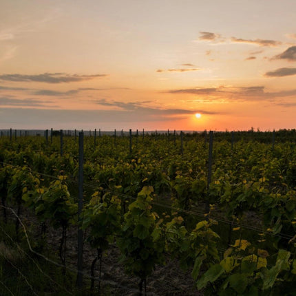 SEO. Pikador 2022 - Rotwein trocken aus Polen - Winnica Mickiewicz - Linkreich