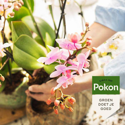 Pokon Bio Orchideenfutter – 250ml – 100% natürliche Pflanzennahrung – Für kräftige, gesunde Orchideen mit tiefgrünen Blättern und üppiger Blüte – Flüssigdünger NPK 3 - 2 - 5 (Plant) kaufen bei Linkreich – Jetzt entdecken!