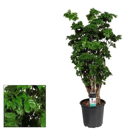 Polyscias Roble – Zimmerpflanze – Ø21cm – ↕80cm – Großblättriges, dekoratives Laub – Pflegeleicht & luftreinigend (Plant) kaufen bei Linkreich – Jetzt entdecken!