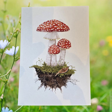 SEO. Postkarte Fliegenpilz - Linkreich