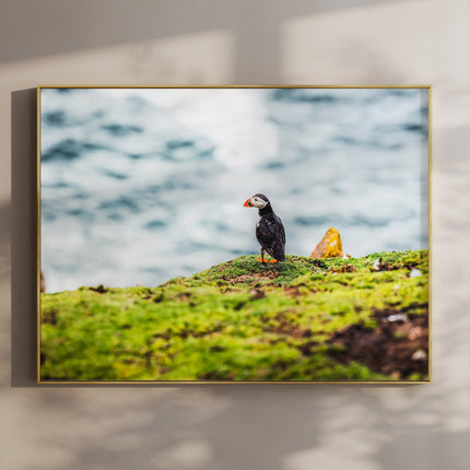 Puffin – Saltee Island, Ireland