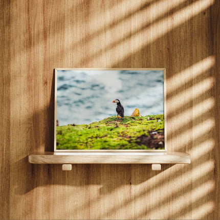 Puffin – Saltee Island, Ireland