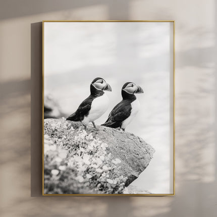 Black and White Puffins Print – Wildlife Photography Wall Art