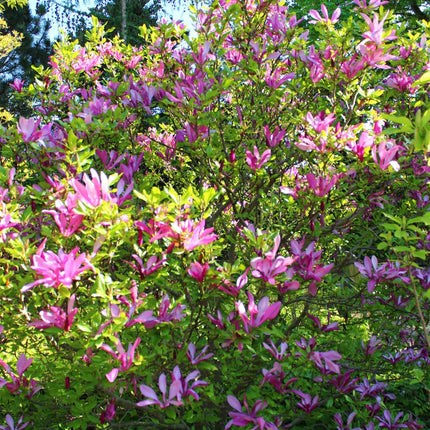 Purpur - Magnolie Magnolia Susan – Strauch – Blumen dunkelrosa – Wenig Pflege – 17 cm Höhe 45 cm – Frühjahrsblüher für Garten & Terrasse (Plant) kaufen bei Linkreich – Jetzt entdecken!