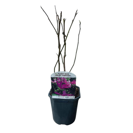 Purpur - Magnolie Magnolia Susan – Strauch – Blumen dunkelrosa – Wenig Pflege – 17 cm Höhe 45 cm – Frühjahrsblüher für Garten & Terrasse (Plant) kaufen bei Linkreich – Jetzt entdecken!