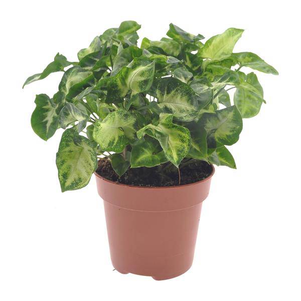 Purpurtute – Syngonium Pixie – Arrowhead Vine – Zimmerpflanze Ø12cm – Höhe ca. 20cm – Pflegeleichte Grünpflanze mit herzförmigen Blättern für Wohnzimmer & Büro (Plant) kaufen bei Linkreich – Jetzt entdecken!