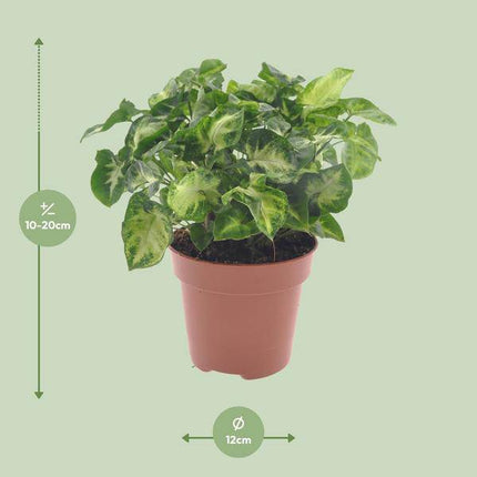 Purpurtute – Syngonium Pixie – Arrowhead Vine – Zimmerpflanze Ø12cm – Höhe ca. 20cm – Pflegeleichte Grünpflanze mit herzförmigen Blättern für Wohnzimmer & Büro (Plant) kaufen bei Linkreich – Jetzt entdecken!