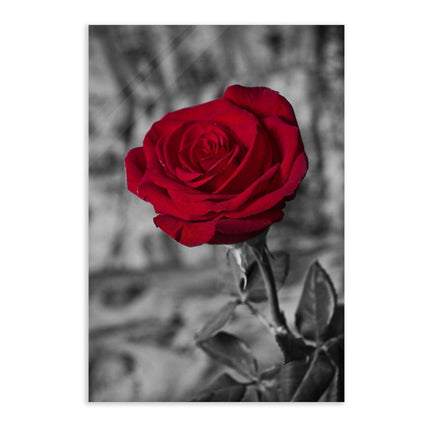 Red Rose - Leinwandbild Landschaft (Canvas) kaufen bei Linkreich – Jetzt entdecken!