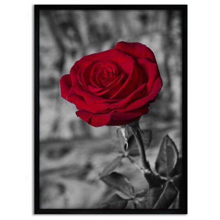 Red Rose - Leinwandbild Landschaft (Canvas) kaufen bei Linkreich – Jetzt entdecken!
