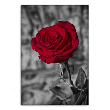 Red Rose - Leinwandbild Landschaft (Canvas) kaufen bei Linkreich – Jetzt entdecken!