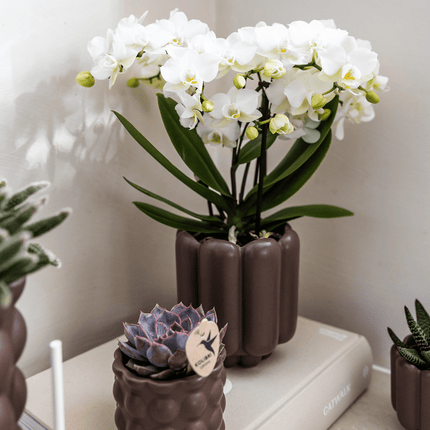 Retro Pflanztopf – Brown – Ø9cm – Dekorativer Übertopf aus Keramik – Blumentopf mit Rillenstruktur – Für Orchideen & Grünpflanzen (Plant) kaufen bei Linkreich – Jetzt entdecken!