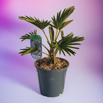 Trachycarpus wagnerianus - Wagner Hanfpalme aus Freilandzucht