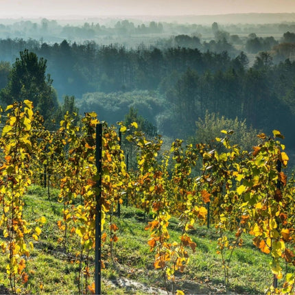 SEO. Ro Do 2018 - Rotwein trocken aus Polen - Winnica Plochockich - Linkreich