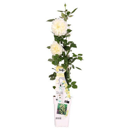 Rose Crazy in Love Vanilla – Cremefarbene Kletterrose – Ø15cm – ↕65cm Höhe – Duftende Gartenrose mit langer Blütezeit – Für Terrasse, Balkon & Garten (Plant) kaufen bei Linkreich – Jetzt entdecken!